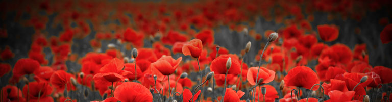 Remembrance Day 