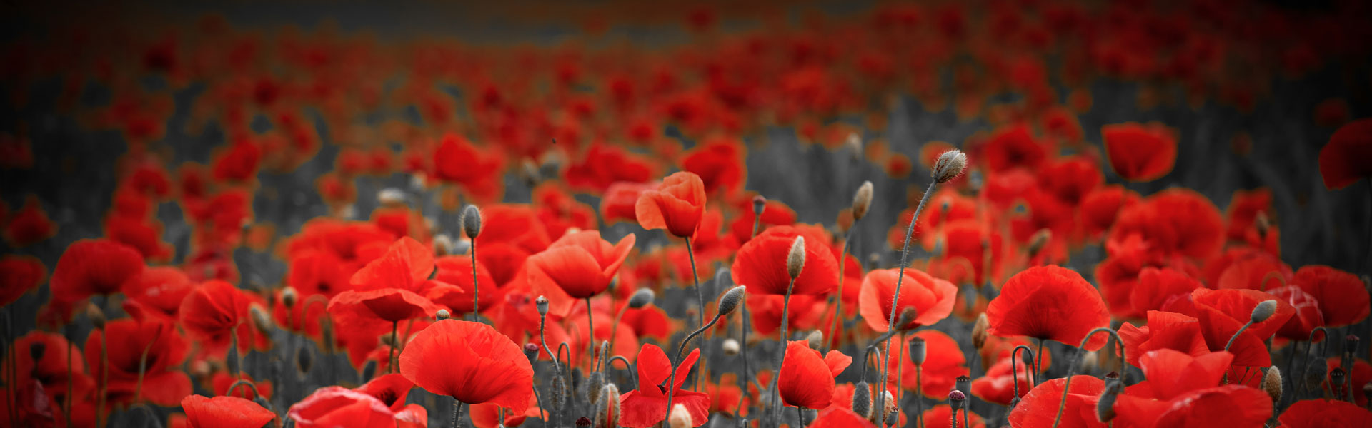 Remembrance Day Flights